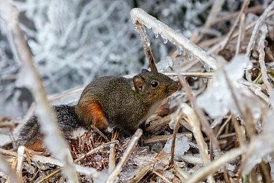 《哔啵岛物语》登陆Switch发售 像素风孤岛探索经营
